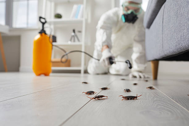 Post-Treatment Bed Bug Interceptor Monitoring in Kaumakani